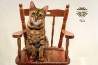 Tala 2 - Photo 4