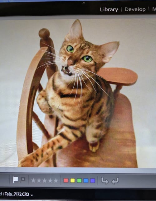 TALA 2 - Bengal / Tiger available for adoption