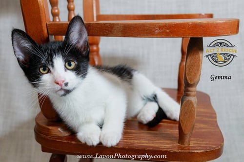 GEMMA - Domestic Short Hair available for adoption