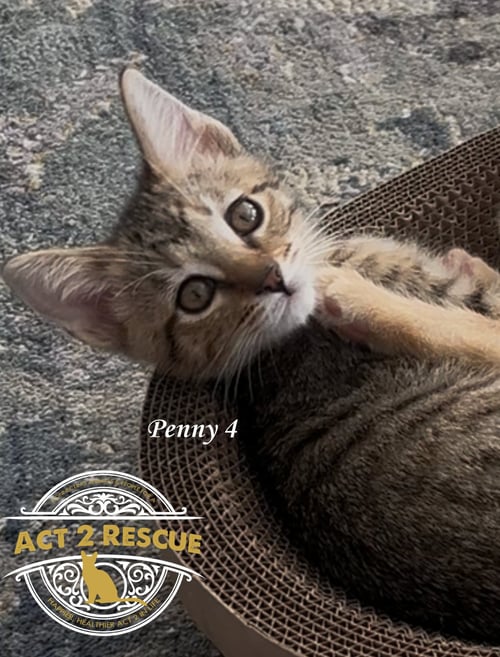 PENNY 4 - Domestic Short Hair available for adoption