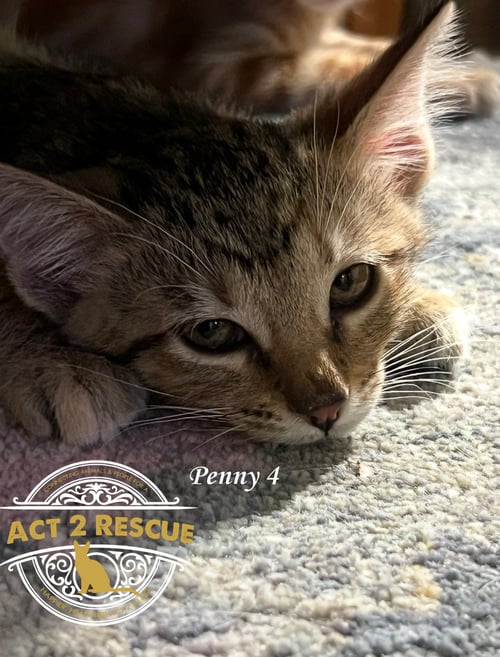PENNY 4 - Domestic Short Hair available for adoption