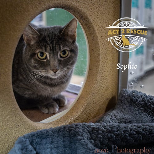 SOPHIE - Domestic Short Hair available for adoption