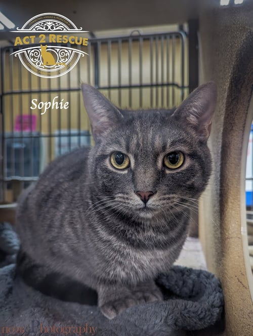 SOPHIE - Domestic Short Hair available for adoption