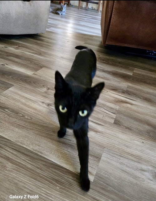 KIWI 2 - Domestic Short Hair available for adoption