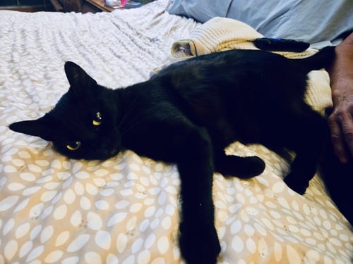 KIWI 2 - Domestic Short Hair available for adoption