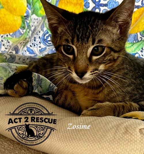 ZOSIME - Domestic Short Hair available for adoption