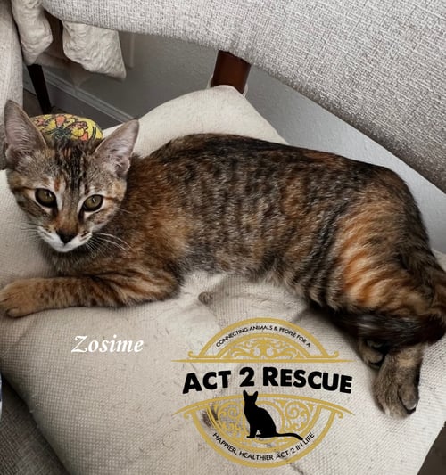 ZOSIME - Domestic Short Hair available for adoption