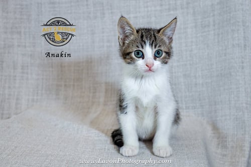 ANAKIN 2 - Domestic Short Hair available for adoption