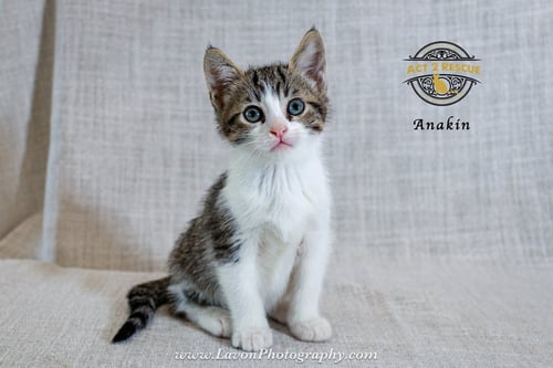 ANAKIN 2 - Domestic Short Hair available for adoption
