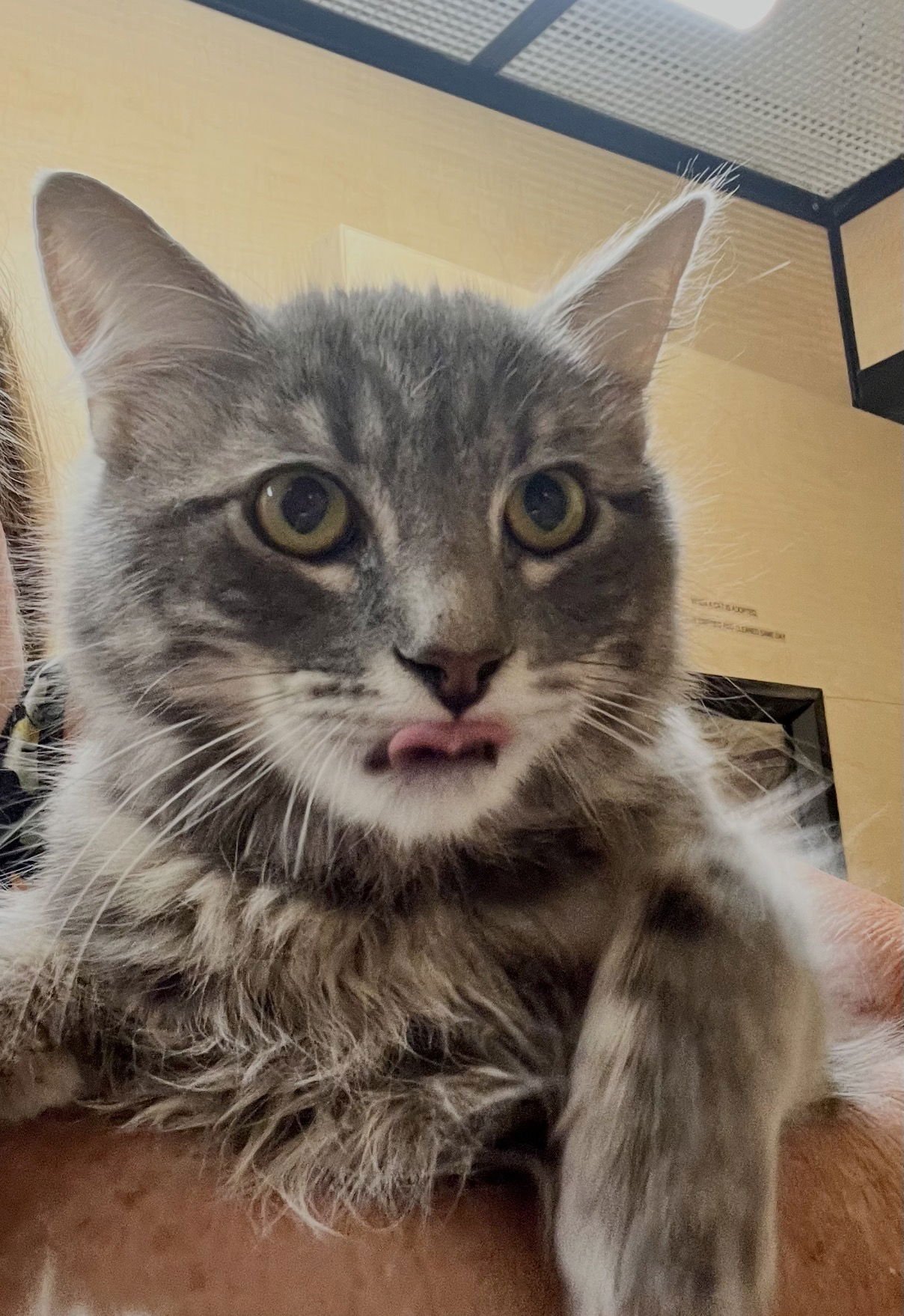 DERRICK - Maine Coon / Domestic Medium Hair available for adoption