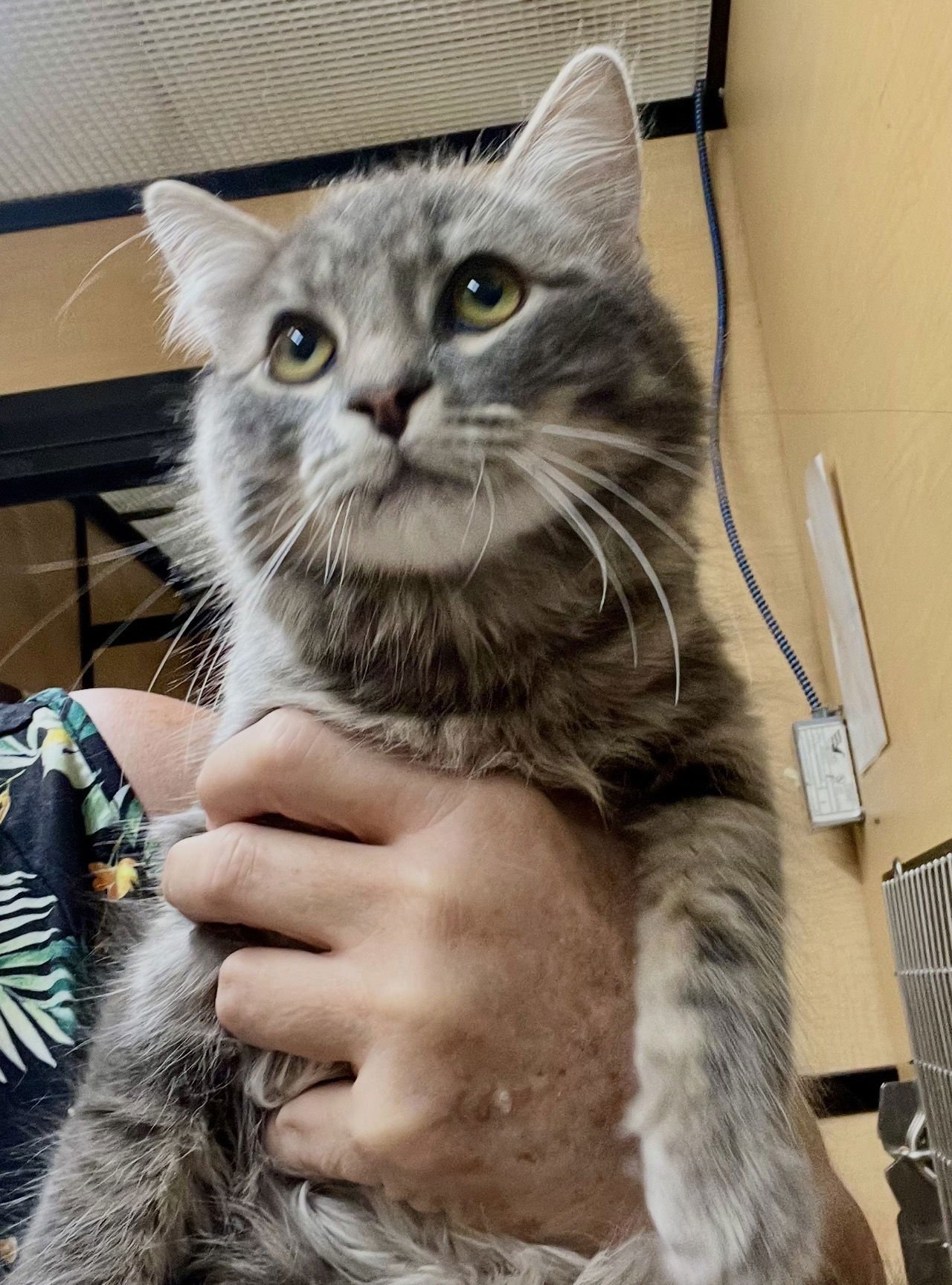 DERRICK - Maine Coon / Domestic Medium Hair available for adoption