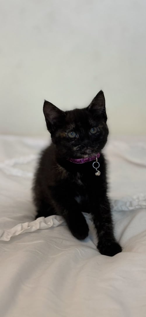 NYX 2 - Domestic Short Hair available for adoption