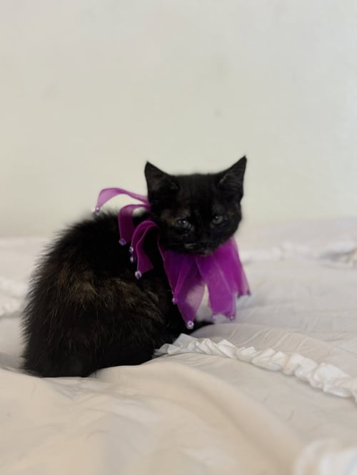 NYX 2 - Domestic Short Hair available for adoption