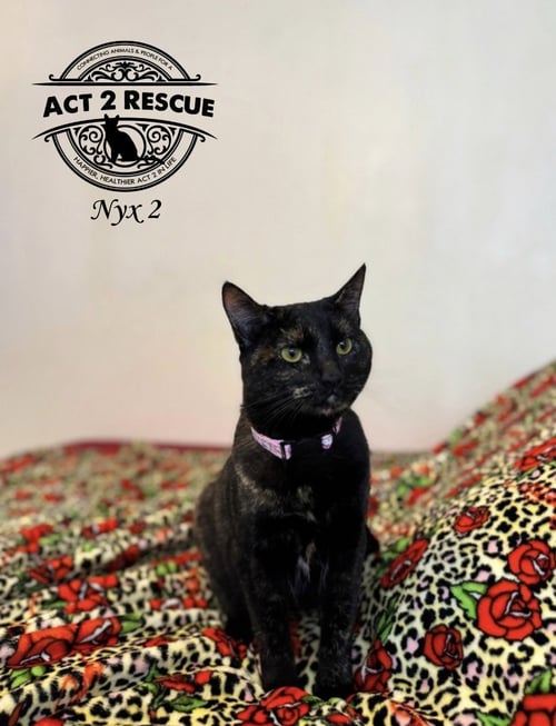 NYX 2 - Domestic Short Hair available for adoption