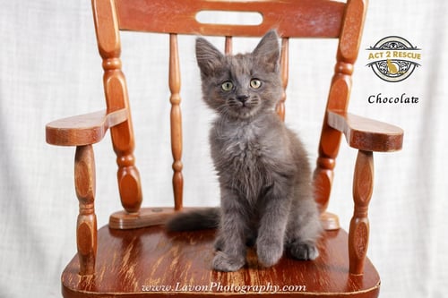 CHOCOLATE - Domestic Long Hair / Russian Blue available for adoption