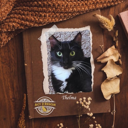 THELMA - Domestic Short Hair available for adoption
