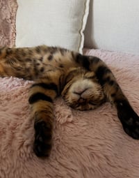 Princess Rahja - Photo 2