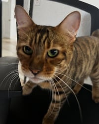 Princess Rahja - Photo 3