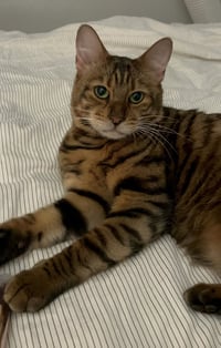 Princess Rahja - Photo 1