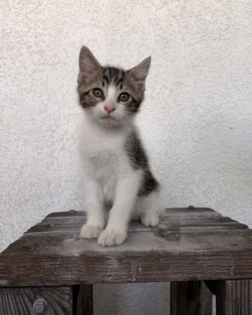 ADEN - Domestic Short Hair available for adoption