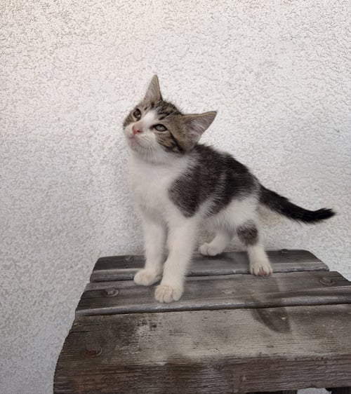 ADEN - Domestic Short Hair available for adoption