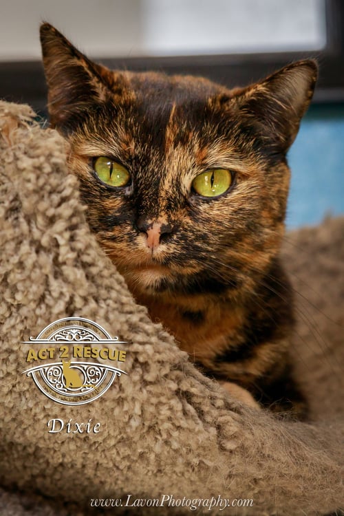 DIXIE - Tortoiseshell available for adoption