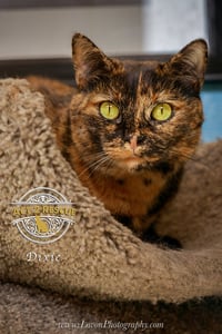 Dixie - Photo 3