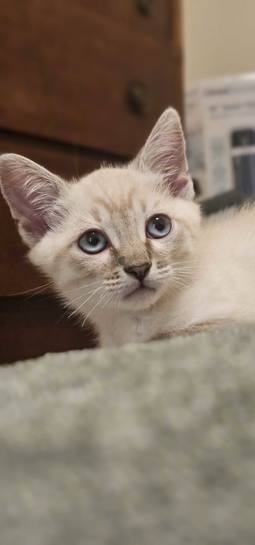 BUZZ - Siamese available for adoption