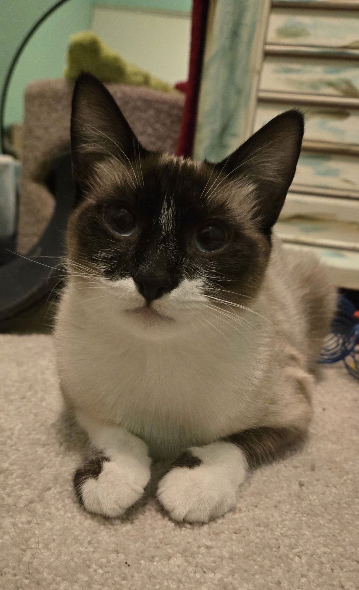KATNISS - Siamese available for adoption
