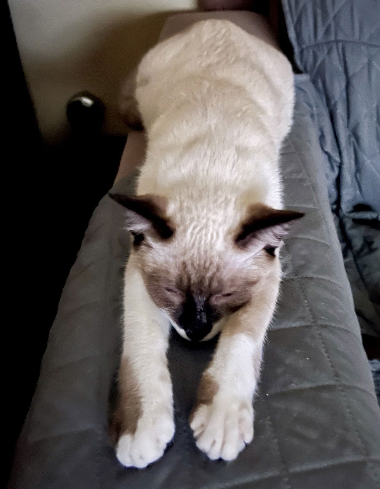 KATNISS - Siamese available for adoption