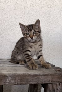 Sophie 2 - Photo 1