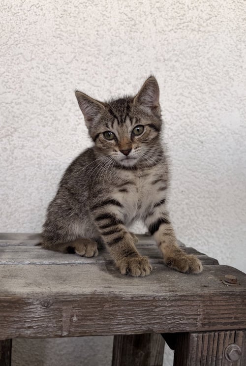 SOPHIE 2 - Domestic Short Hair available for adoption