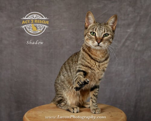 SHADOW - Domestic Short Hair available for adoption