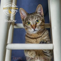 Shadow - Photo 3