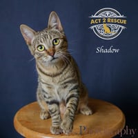 Shadow - Photo 4
