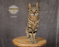 Shadow - Photo 8