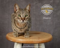Shadow - Photo 9