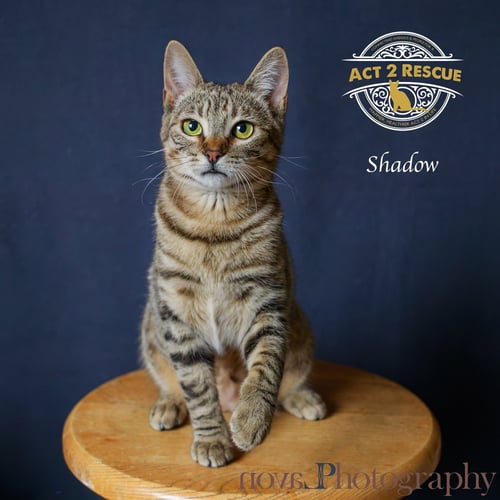 SHADOW - Domestic Short Hair available for adoption