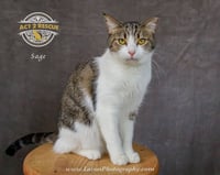 Sage 2 - Photo 5