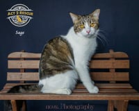 Sage 2 - Photo 6