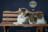 Sage 2 - Photo 7