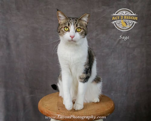 SAGE 2 - Domestic Short Hair available for adoption