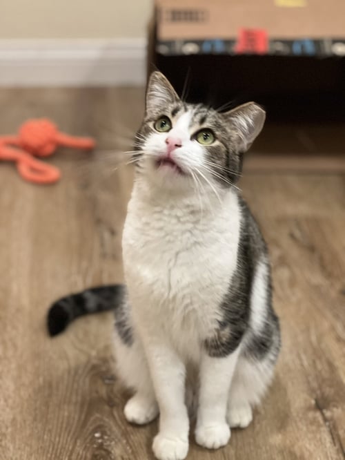 SAGE 2 - Domestic Short Hair available for adoption