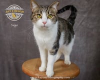 Sage 2 - Photo 4