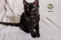 Sampson 2 - Photo 1
