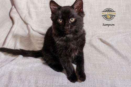 SAMPSON 2 - Domestic Medium Hair available for adoption