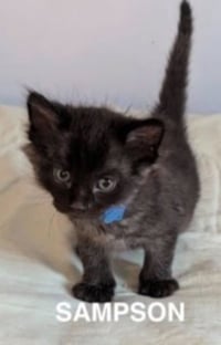 Sampson 2 - Photo 3