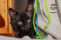 Sampson 2 - Photo 2