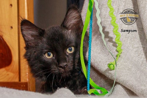 SAMPSON 2 - Domestic Medium Hair available for adoption