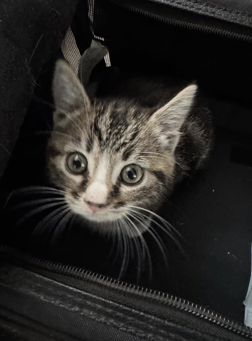 STIORRA - Domestic Short Hair available for adoption